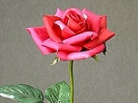 Seidenrose - Single Rose