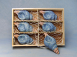 Muschel - Schnecke 6 Stück in Holzbox