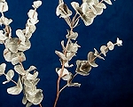 Eucalyptus-Zweig, reich verzweigt