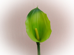 Calla - Seidenblume