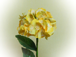 Hortensie - Seidenblume