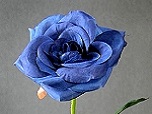 Seidenrose - Single Rose offen