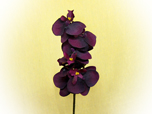 Orchidee - Seidenblume