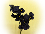Orchidee - Seidenblume