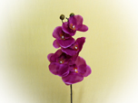 Schmetterlingsorchidee - Seidenblume