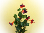 Fuchsia - Seidenblume