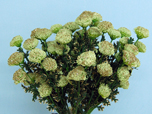 Weihnachts-Dekoblume-24Stück